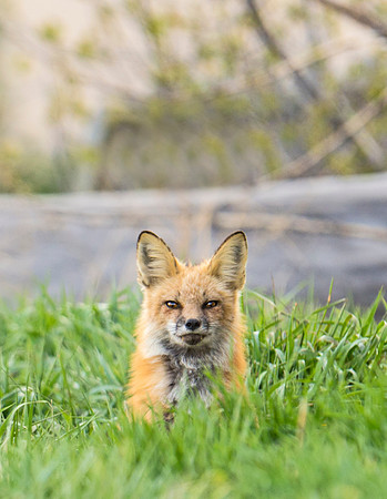Red_Fox_45