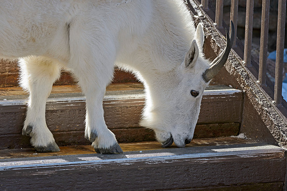 Mountain_goat_28