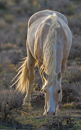 Wild_horse_18