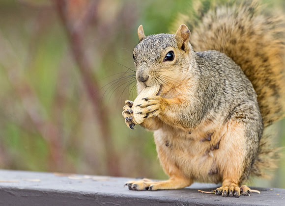 Squirrel_3