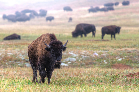 Bison_21