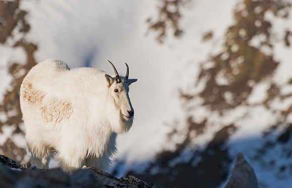 Mountain_Goat_45