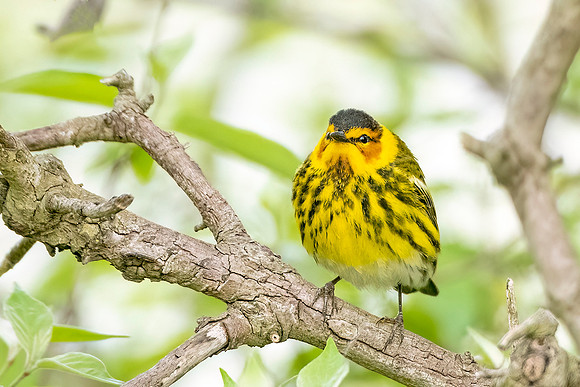 Cape_May_warbler_MageeM_2024_1