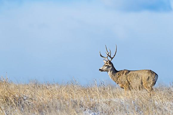 Mule_deer_87