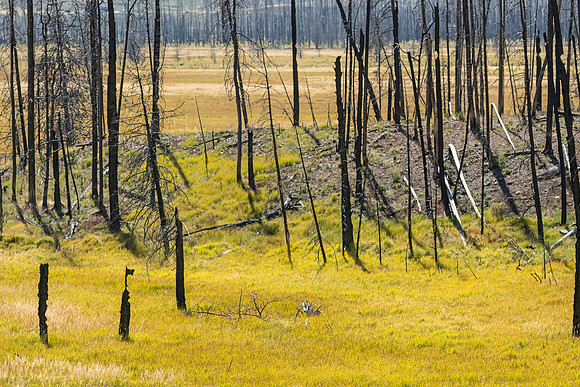 Moose_RMNP_2024_4