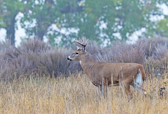 White-tailed_buck_7