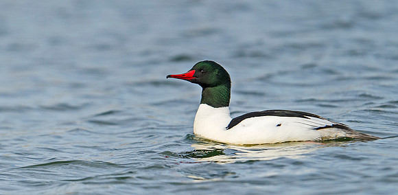 Common_merganser_1