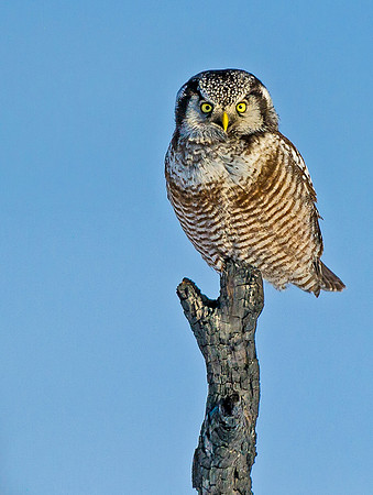 Hawk_owl_2