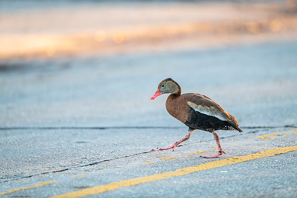Black-bellied_whistling_duck_LFP_2022_3