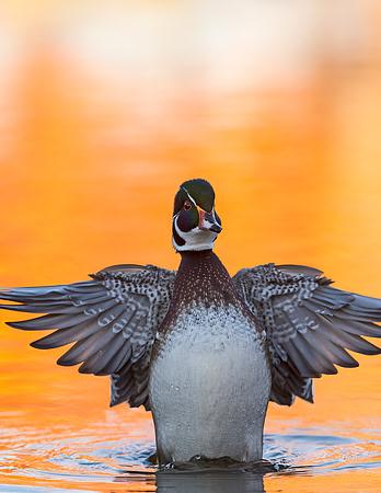 Wood_duck_46