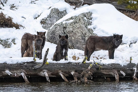 Wolf_YNP_2024_2