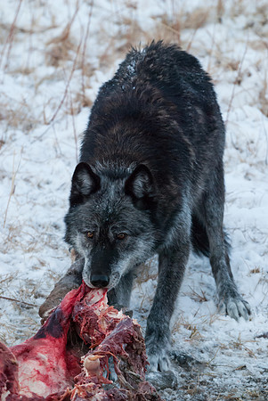 Wolf_2