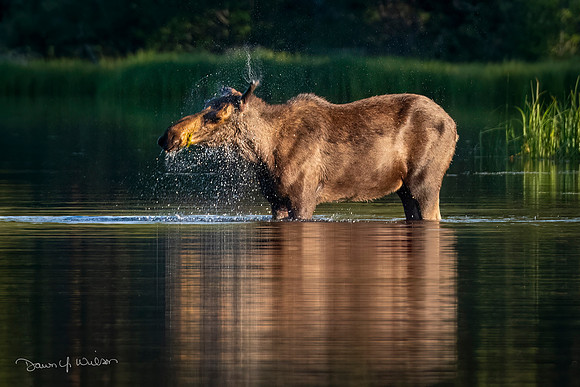 Moose_RMNP_2022_19