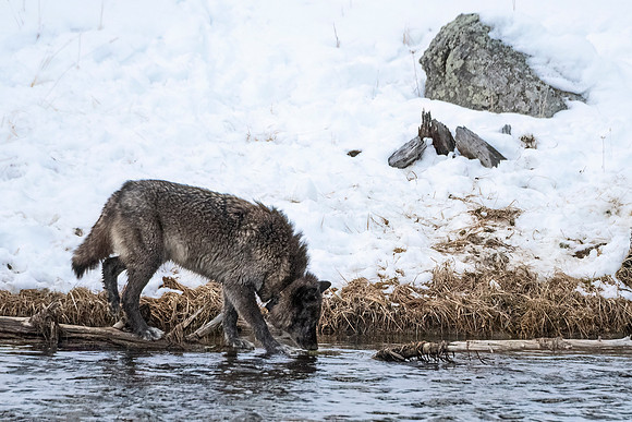 Wolf_YNP_2024_4