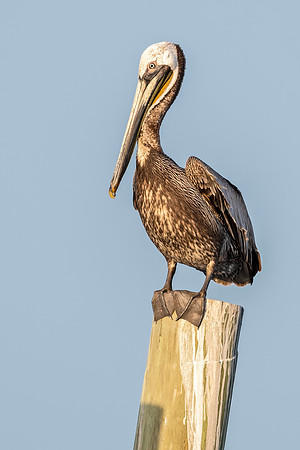 Brown_pelican_GI_2022_1