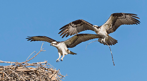 osprey_2015_14