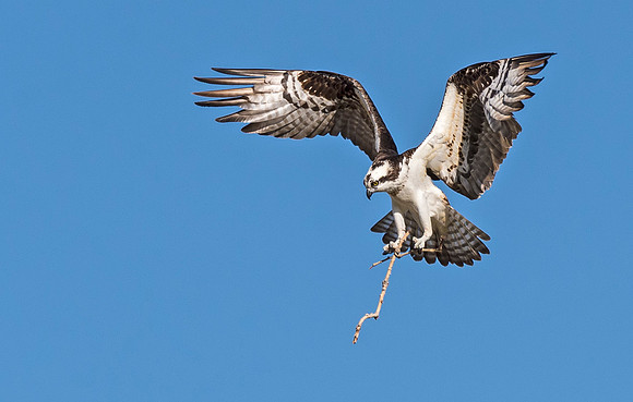 Osprey_2015_8