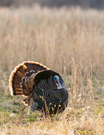 Turkey_WC_19