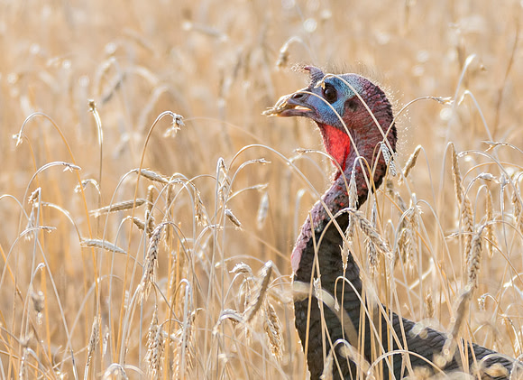 Turkey_WC_20
