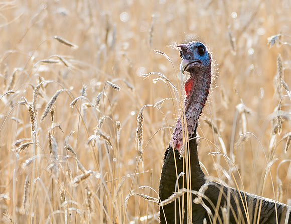 Turkey_WC_21