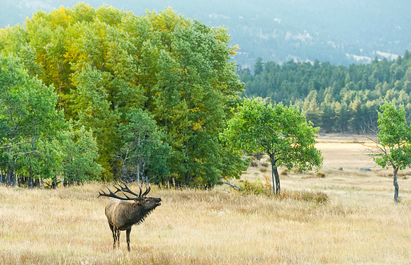 Elk_RMNP_2016_13