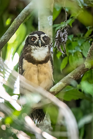 Spectacled_owl_Peru_2024_1