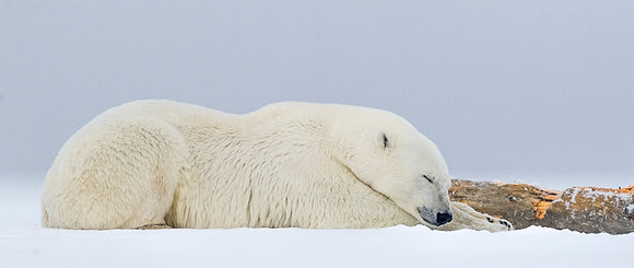 Polar_bear_29