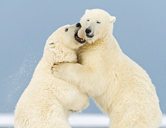 Polar_bear_27
