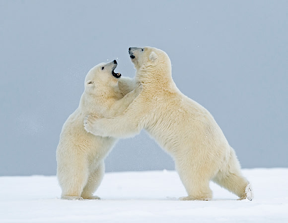 Polar_Bear_27a