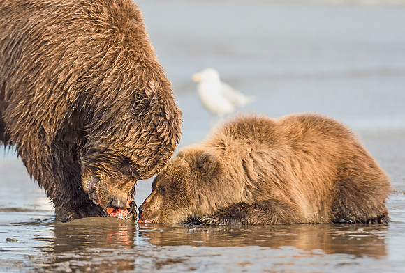 Brown_Bear_LC_38