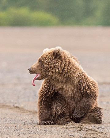 Brown_bear_LC_41