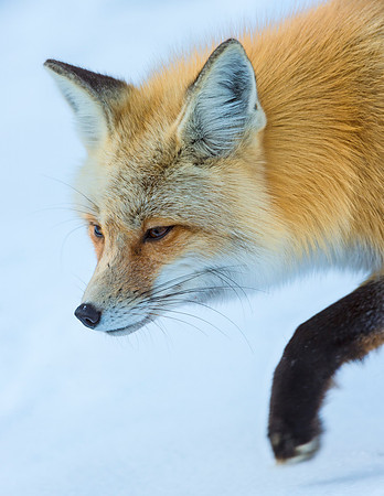 Red_fox_GTNP_3