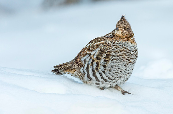 Ruffed_grouse_GTNP_2