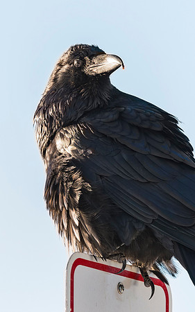 Raven_GTNP_1