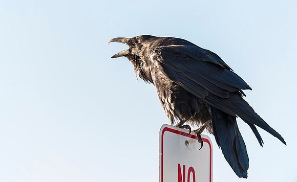 Raven_GTNP_2