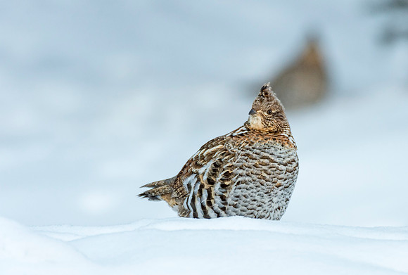 Ruffed_grouse_GTNP_1