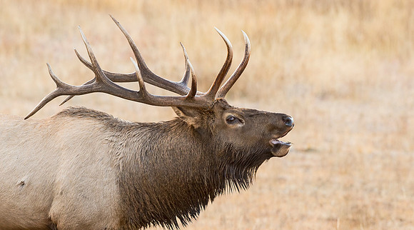 Elk_44