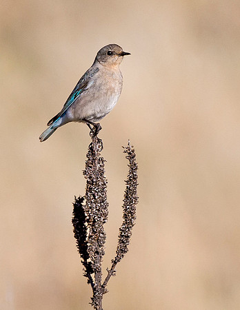 Mountain_bluebird_Chatfield_1