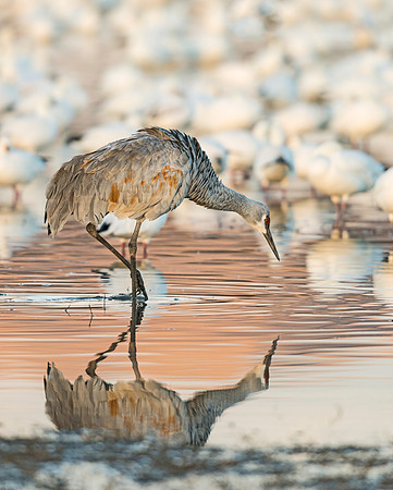 Sandhill_Crane_BDANWR_reflection_1