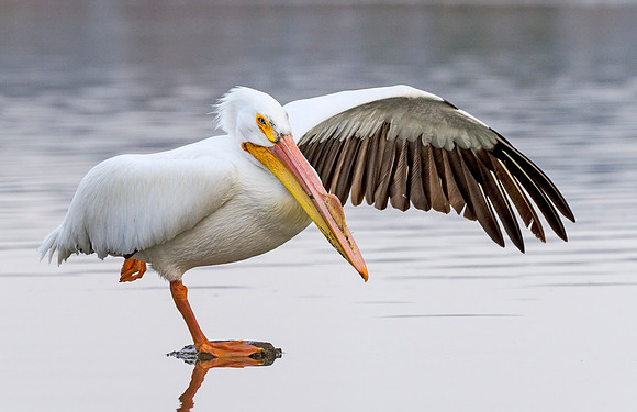 American_white_pelican_Sloans_2015_10
