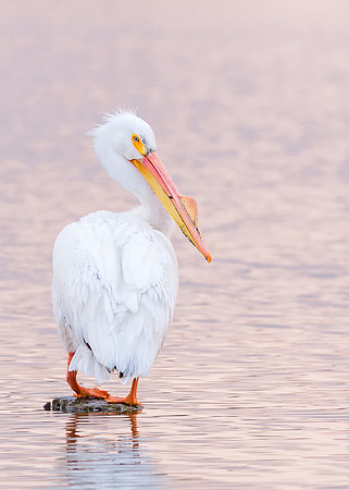 American_white_pelican_Sloans_2015_1