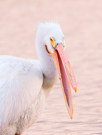 American_white_pelican_Sloans_2015_2