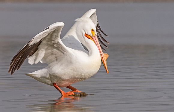 American_white_pelican_Sloans_2015_3