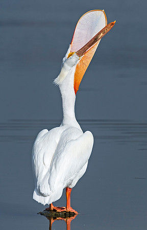 American_white_pelican_Sloans_2015_4