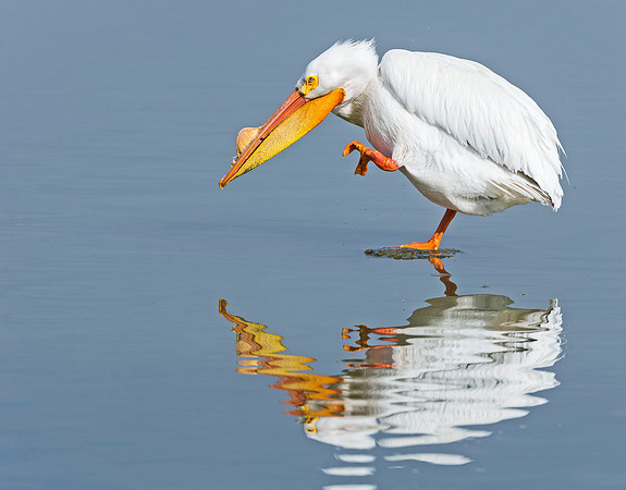 American_white_pelican_Sloans_2015_5