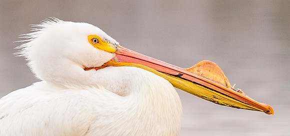 American_white_pelican_Sloans_2015_7