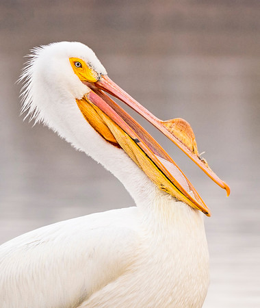 American_white_pelican_Sloans_2015_8