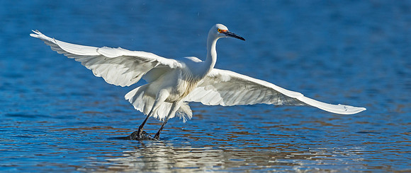 Snowy_egret_Belmar_2015_1