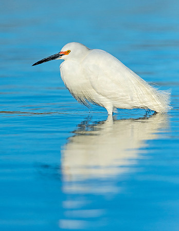 Snowy_egret_Belmar_2015_2