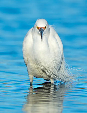 Snowy_egret_Belmar_2015_3